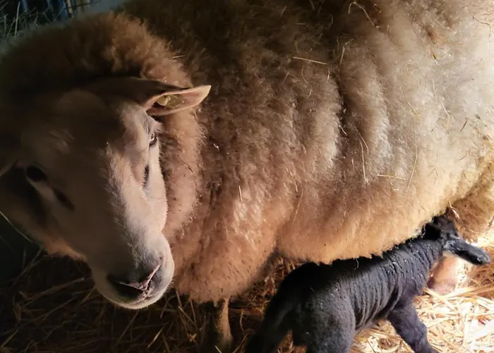 Koe En Kussen Отель типа 