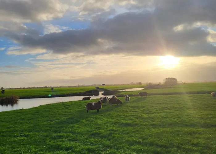 Koe En Kussen Bodegraven